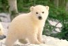 polarbear avatar