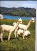 Llamalover47 avatar